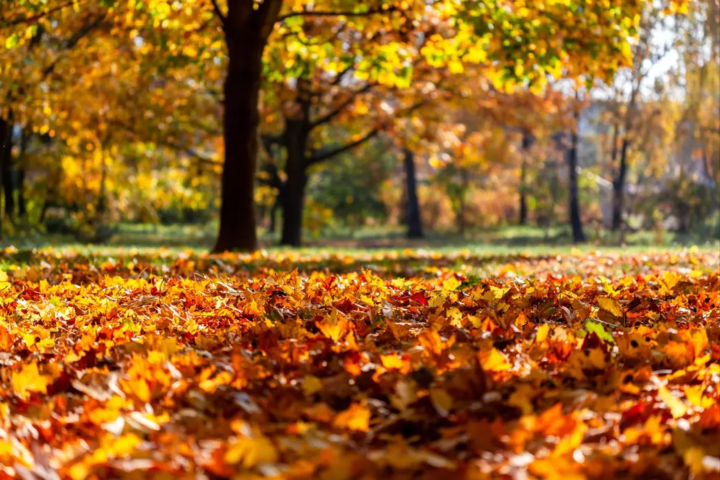 Guide to Fall Festivals & Events in Andover