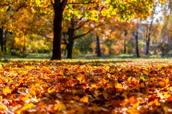 Guide to Fall Festivals & Events in Andover