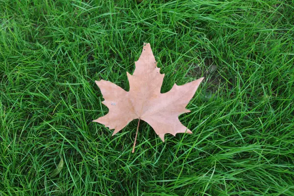 Homeowner Tips: Preparing Your Lawn and Garden for Fall