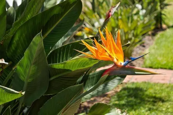 430 G Avenue, Coronado, CA 92118