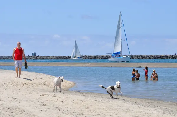 Best Dog Beaches and Dog Parks in San Diego: A Local Guide for Dog Lovers