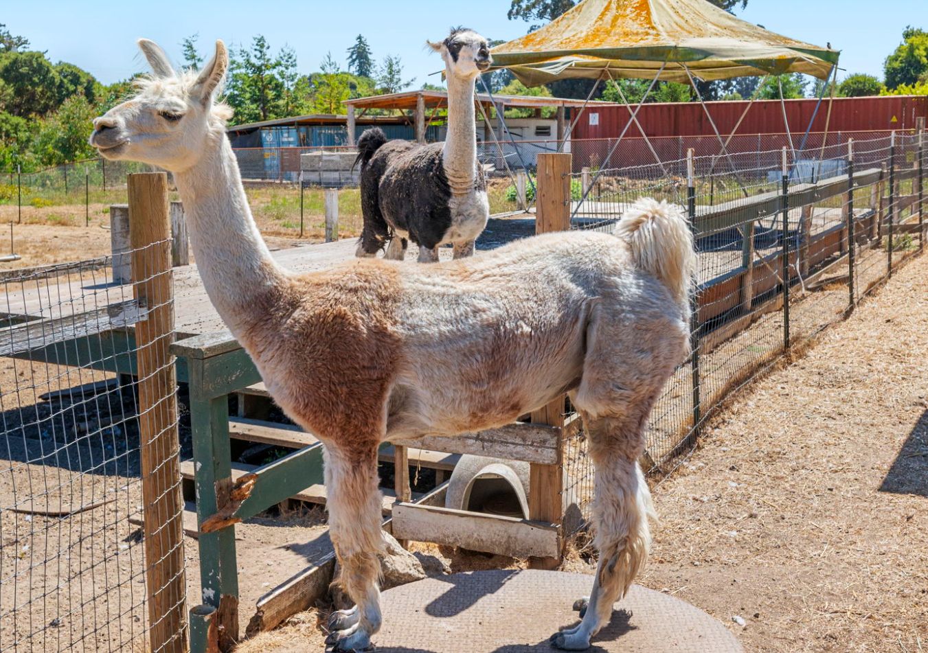 Michelle and Barack O’llama grazing at Birdsong Orchards in Watsonville.