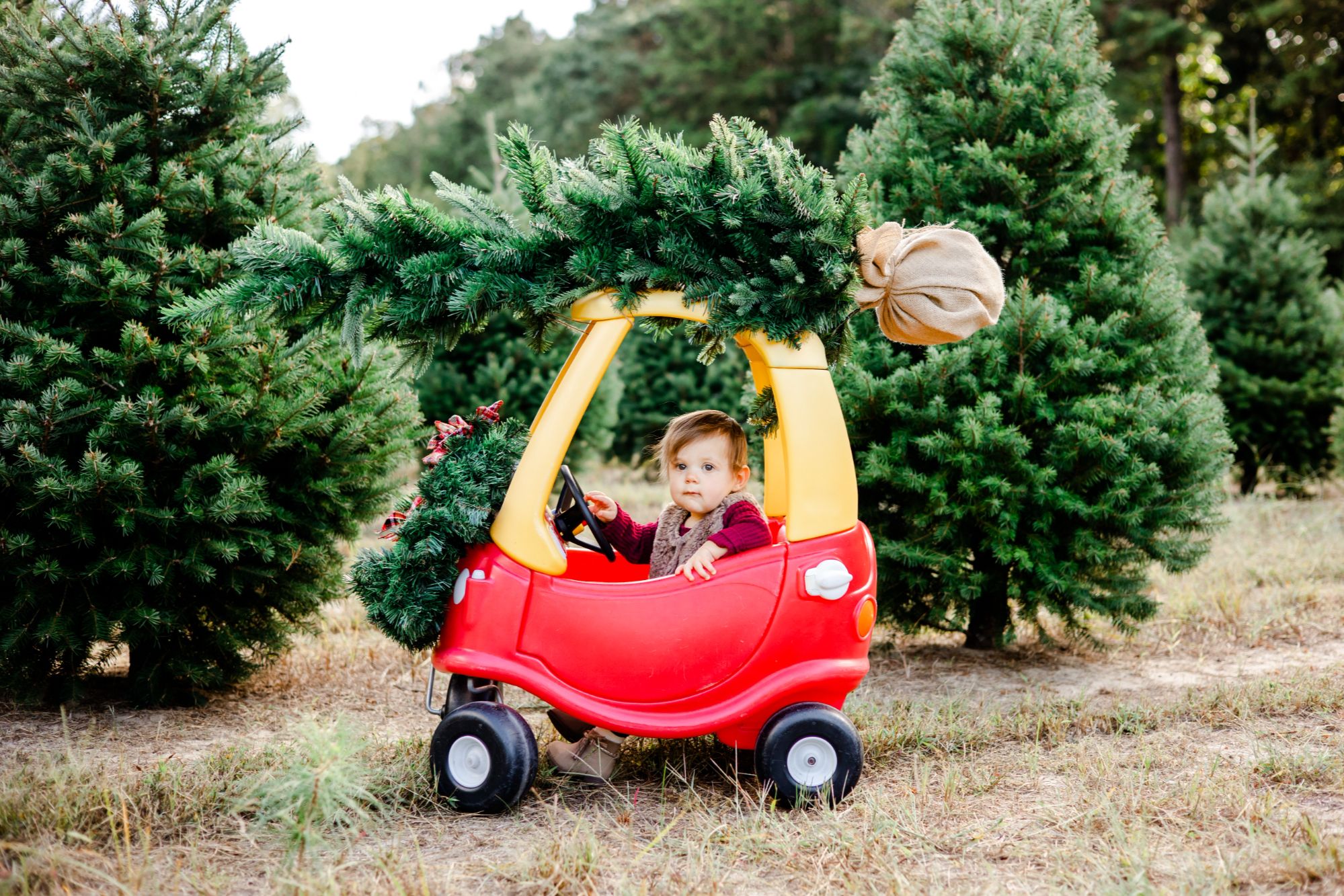 Child at a Christmas tree farm in a red toy car carrying a freshly cut Christmas tree.