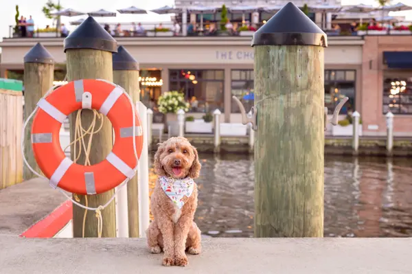 Finding the Best Neighborhoods in Annapolis, MD: A 2026 Buyer's Guide