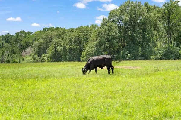 TBD St Delight Tract 1, Paige, TX 78659