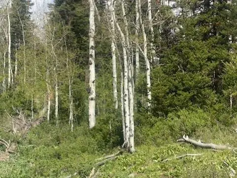 1798 W ALEXANDER RD #G-65, Coalville, UT 84017