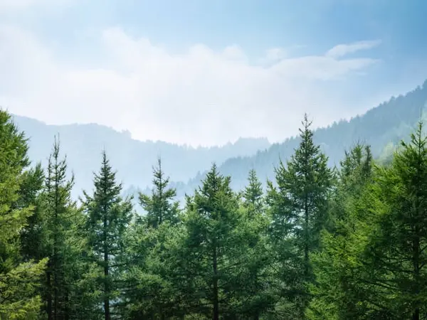 feature image of 7 Honest Reasons NOT to Move to Lacey, WA (From a Local Real Estate Agent)