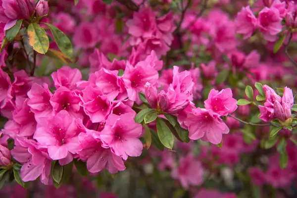 Pink azaleas_324722253