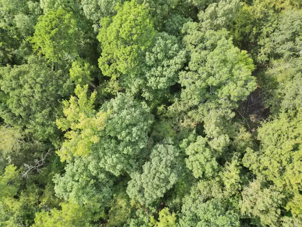 26 Eagle Landing Large Lot for sale in Avinger TX Cass Co