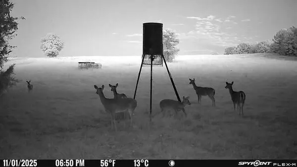 Whitetail does at feed caught on game camera on Bullard TX Ranch for Sale