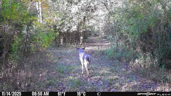 Whitetail buck caught on game camera walking down trail on Bullard TX Ranch for Sale