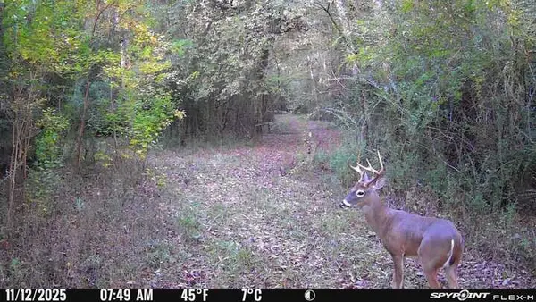Whitetail deer buck caught on game camera walking down trail on Bullard TX Ranch for Sale