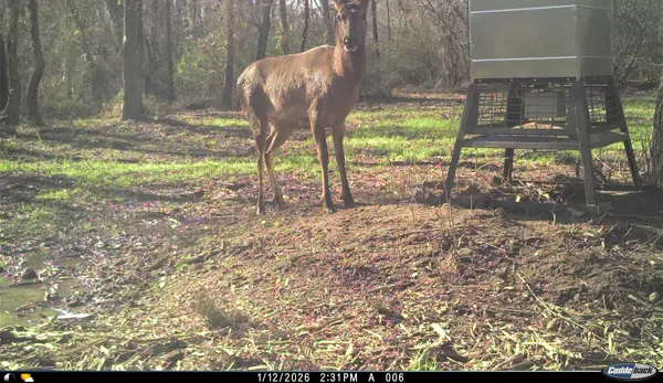 Elk cow on Hunting Property for Sale in Winona Texas