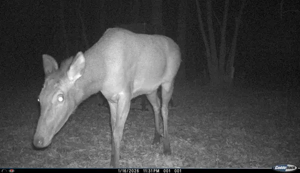 Elk cow on Hunting Property for Sale in Winona Texas