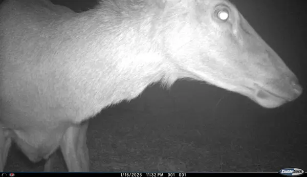 Elk cow up close on Hunting Property for Sale in Winona Texas