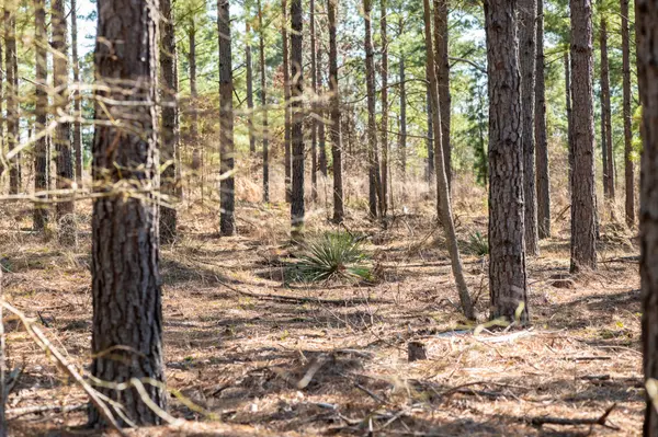 11 Tyler TX Recreational Ranch Timber Farm for Sale Ben Jackson Land Broker