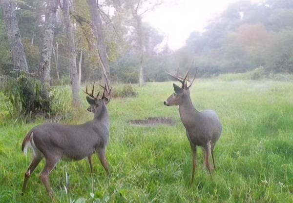 0 Helstad Coulee Rd, Ettrick, WI 54627