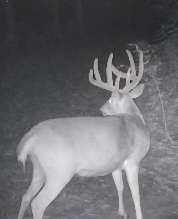 0 Helstad Coulee Rd, Ettrick, WI 54627