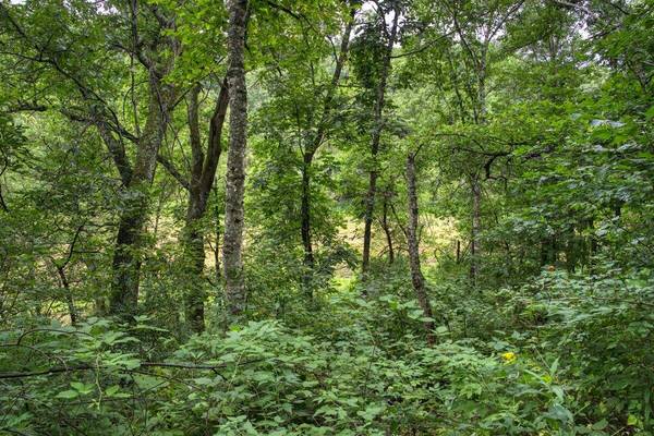 0 Helstad Coulee Rd, Ettrick, WI 54627