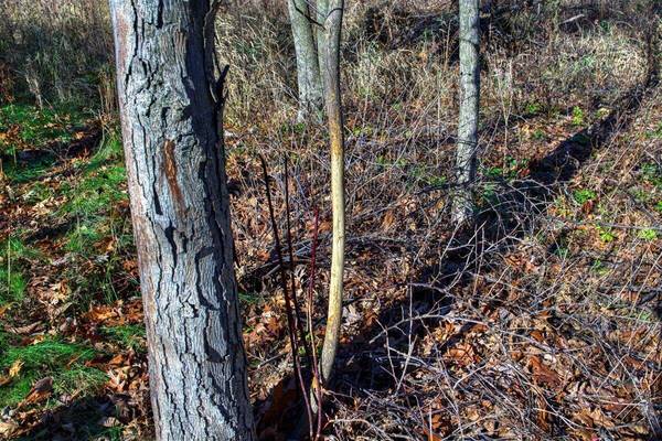 0 Turben Ridge Rd, Clayton, WI 54655