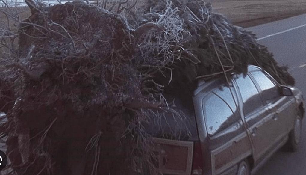 Clark Griswold driving home with an oversized Christmas tree tied to the roof of his car.