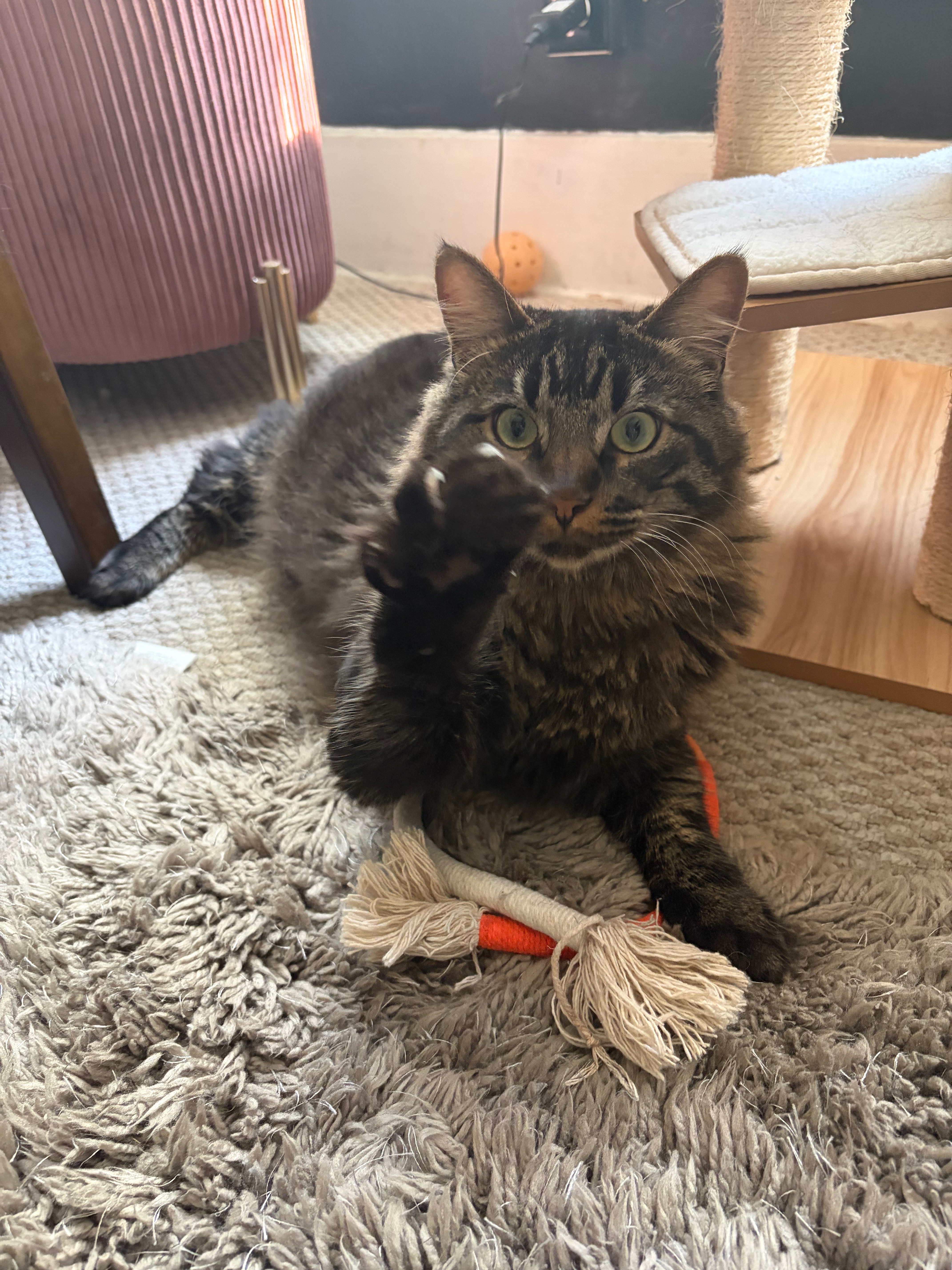 Raphael Los Feliz Animal Rescue