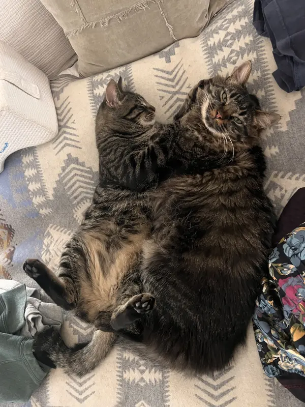 feature image of Paw-Blicity: Meet Raphael &amp; Donatello — Two Adoptable Cats from Los Feliz Animal Rescue