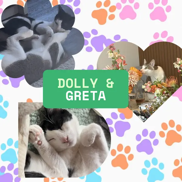 Paw-Blicity: Meet Dolly and Greta, Two Playful Kittens Looking for a Forever Home in Los Feliz