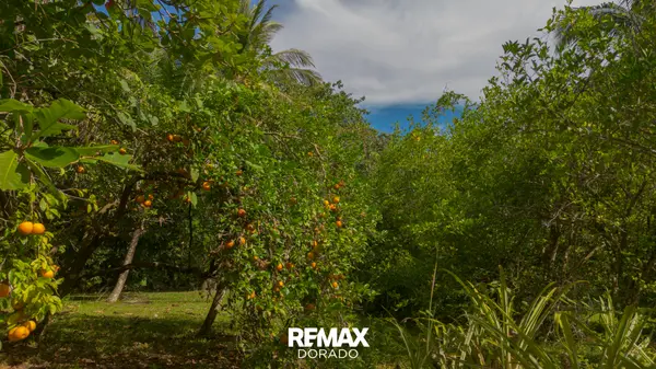 30 Acres of Tropical Farmland – Big Falls Village, Toledo District,