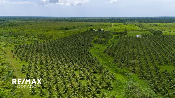 339 Acres of Prime Farmland on the Southern Highway