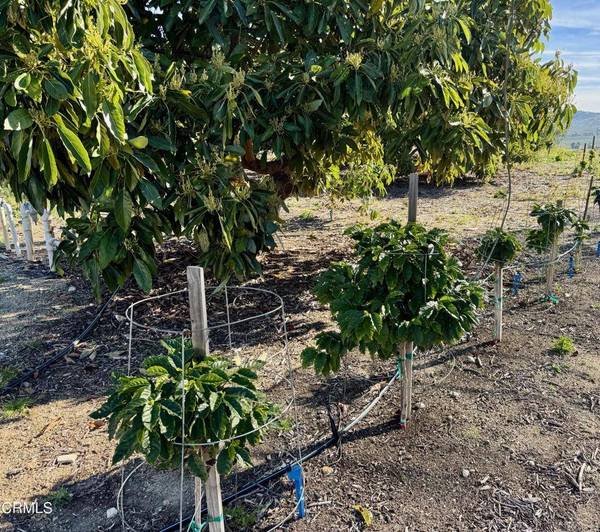 4305 Groves PL, Somis, CA 93066