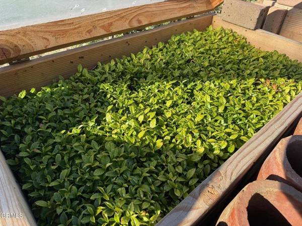 4305 Groves PL, Somis, CA 93066