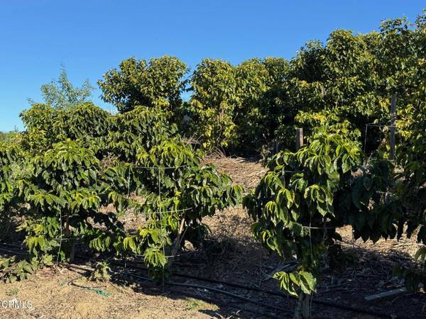 4305 Groves Place, Somis, CA 93066