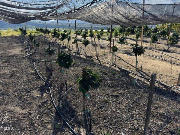 4305 Groves Place, Somis, CA 93066