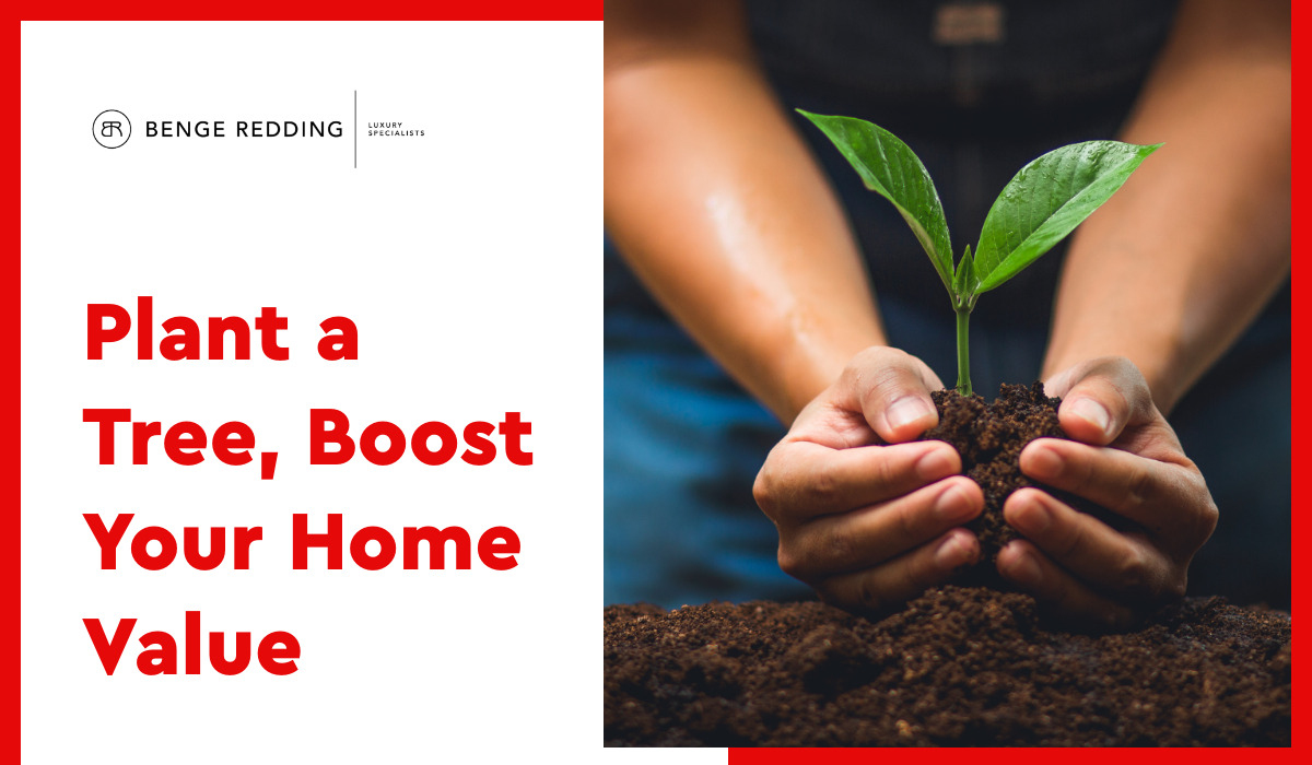 Plant a Tree, Boost Your Home Value