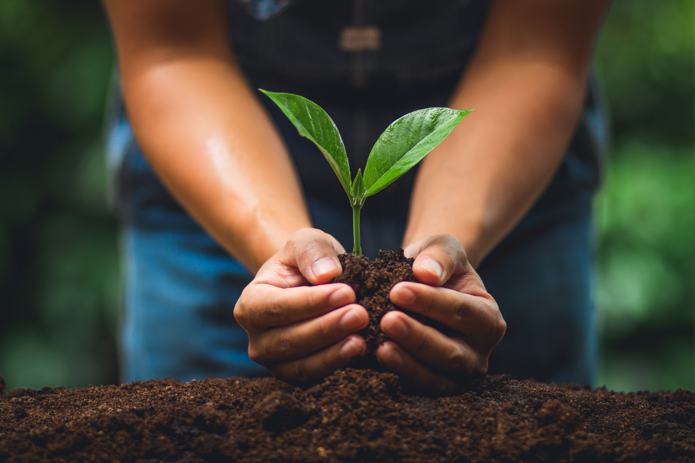 Plant a Tree, Boost Your Home Value