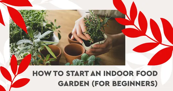 How to Start an Indoor Food Garden (for Beginners),Thomas Rummel