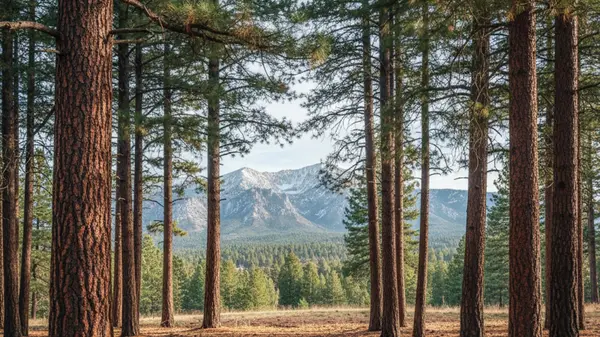 Galena Forest Estates, Reno, NV: Alpine Living Minutes from the City