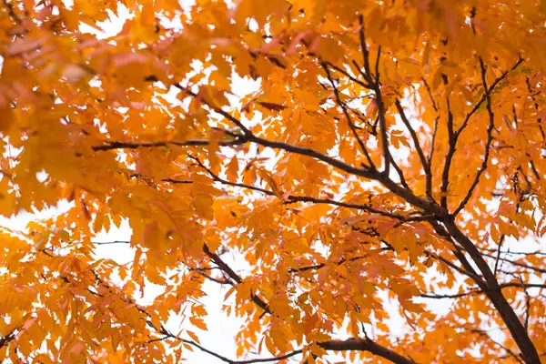 How to Spend Fall at Bear Lake 