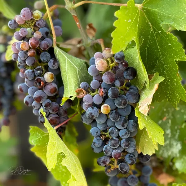 Landscaping with Wine in Mind: Turn Your Yard into a Vineyard