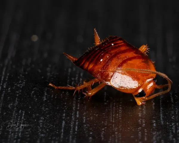 Wanted: Dead or Alive—The Viability of Cockroaches: A Narrative from the Compost Heap,Dave Diegelman