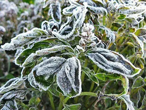 Plant Damage Recovery Tips After a Freeze in Florida