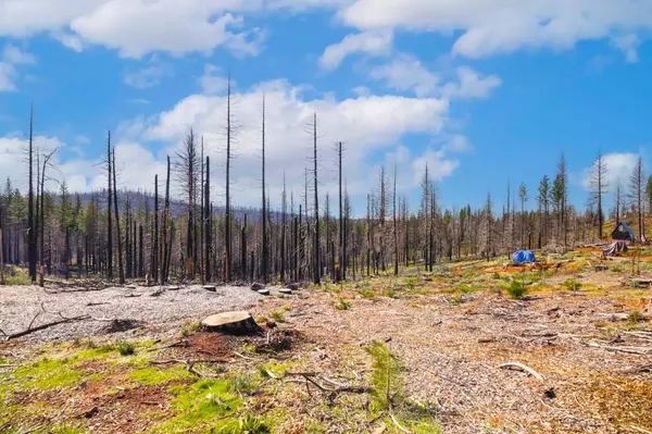 10020 Grizzly Flat RD, Grizzly Flats, CA 95636