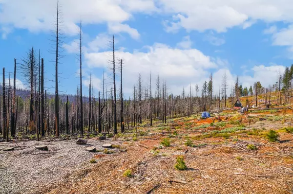 10020 Grizzly Flat RD, Grizzly Flats, CA 95636