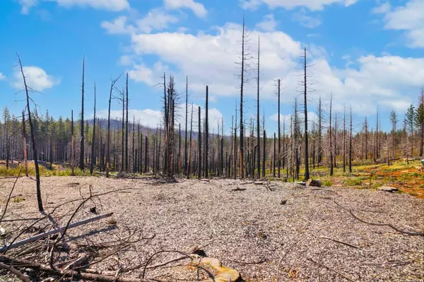 10020 Grizzly Flat RD, Grizzly Flats, CA 95636