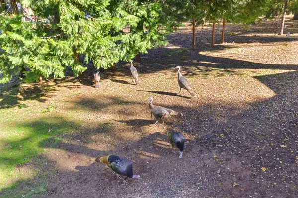 20070 Tellurium DR, Pine Grove, CA 95665