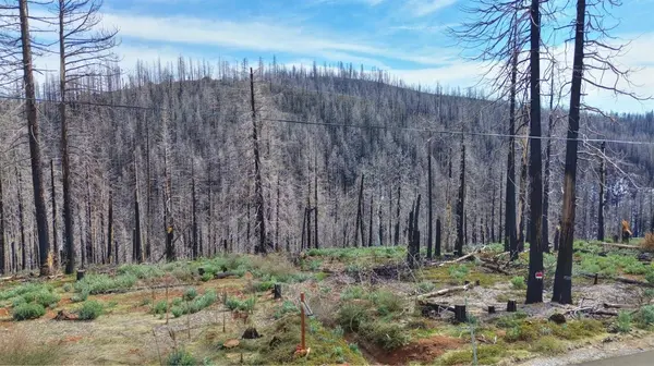 5308 Wooded Glen RD, Grizzly Flats, CA 95636