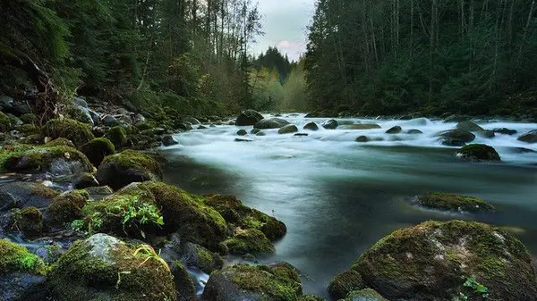 Living in Lynn Valley: Forest Trails, Family Life, and What Makes It Special