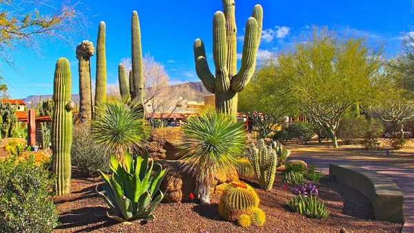Living in Carefree, Arizona,Jennifer Haugebak