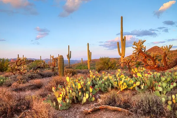 Living in Peoria, Arizona,Jennifer Haugebak